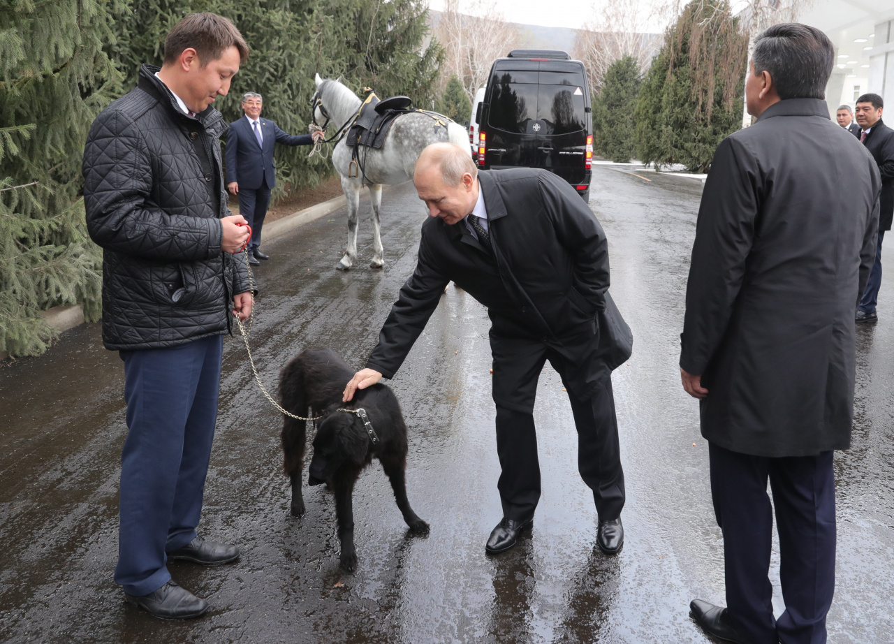 Кони лабрадор путина фото