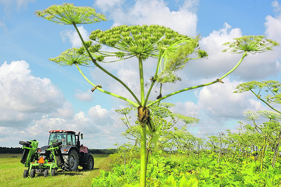 Долой власть борщевиков!