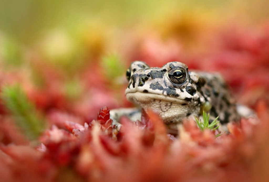 От Командорских островов и вулканов Камчатки до последней заповедной тайги Европы От Командорских островов и вулканов Камчатки до последней заповедной тайги Европы