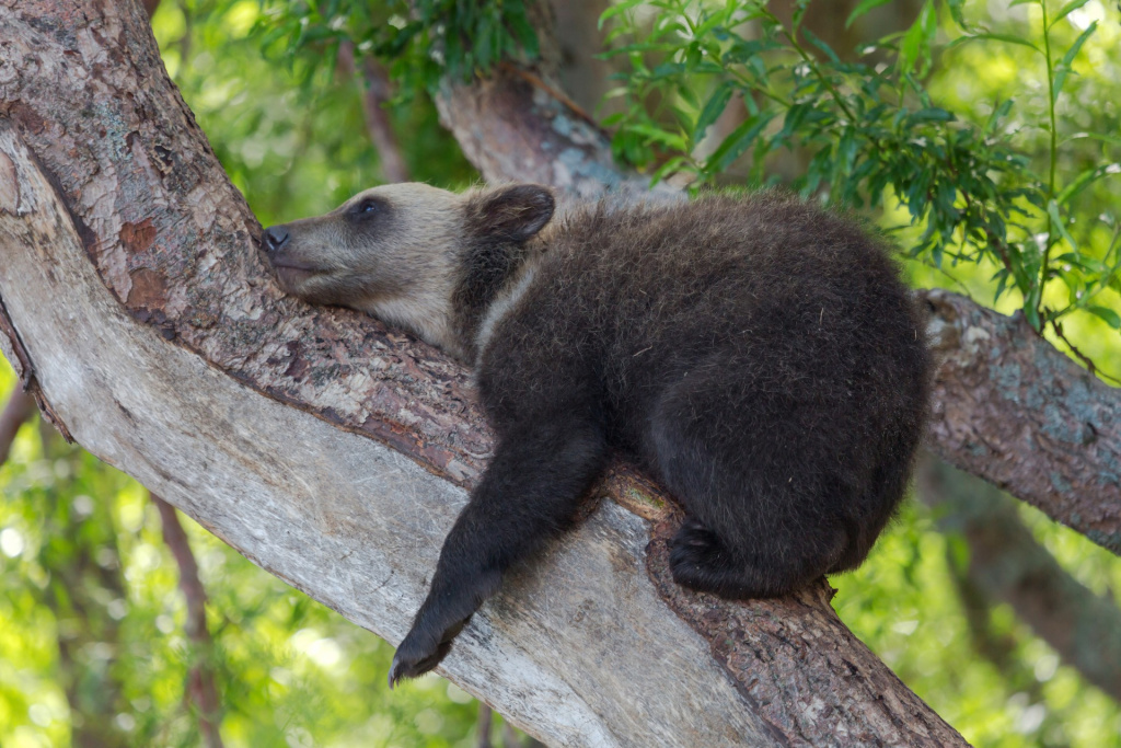 От Командорских островов и вулканов Камчатки до последней заповедной тайги Европы От Командорских островов и вулканов Камчатки до последней заповедной тайги Европы