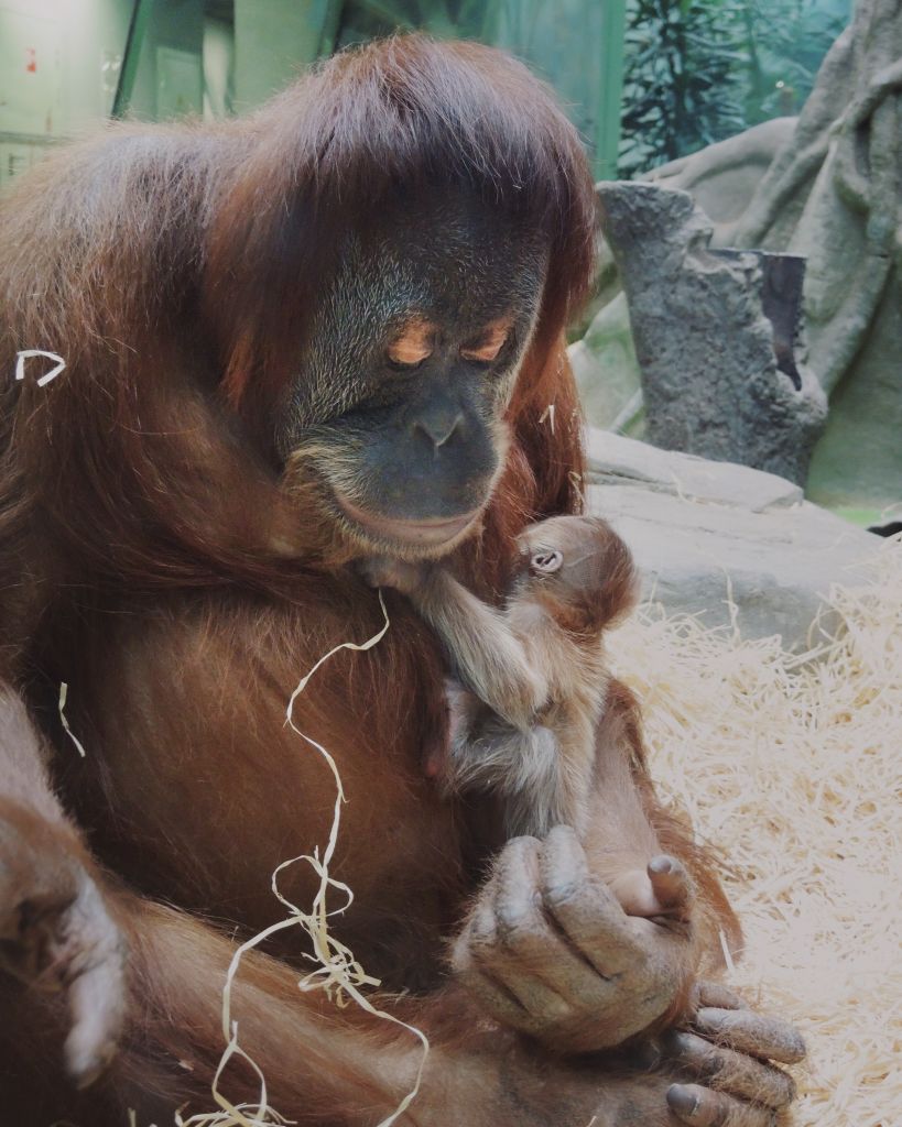 В московском зоопарке родился редкий суматранский орангутан