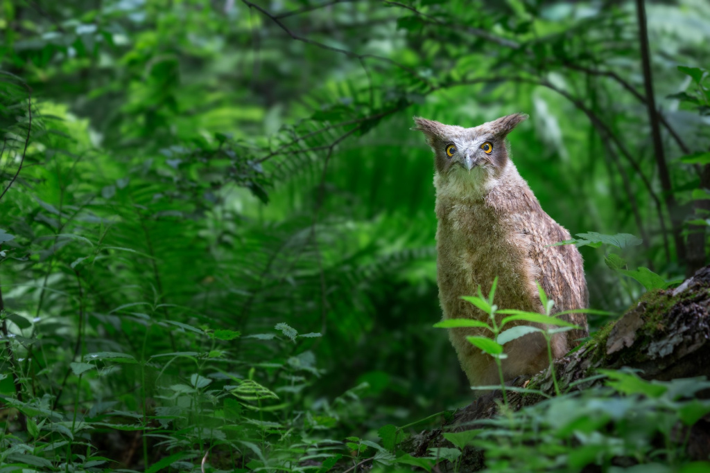 От Командорских островов и вулканов Камчатки до последней заповедной тайги Европы От Командорских островов и вулканов Камчатки до последней заповедной тайги Европы