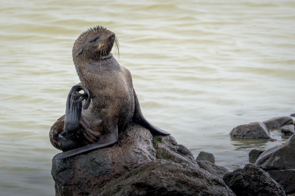 От Командорских островов и вулканов Камчатки до последней заповедной тайги Европы От Командорских островов и вулканов Камчатки до последней заповедной тайги Европы