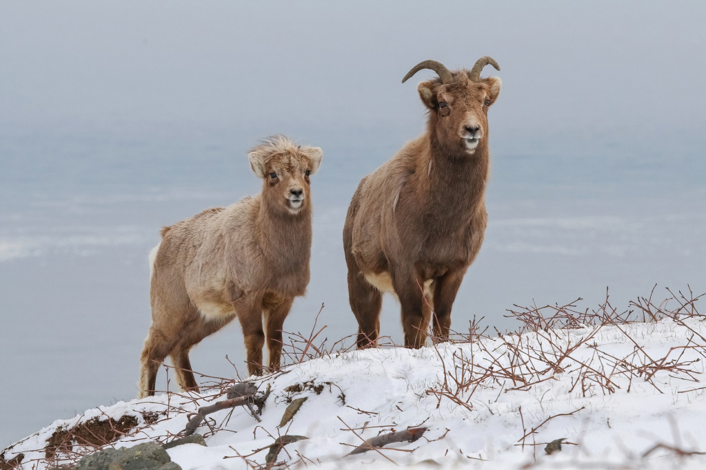 От Командорских островов и вулканов Камчатки до последней заповедной тайги Европы От Командорских островов и вулканов Камчатки до последней заповедной тайги Европы